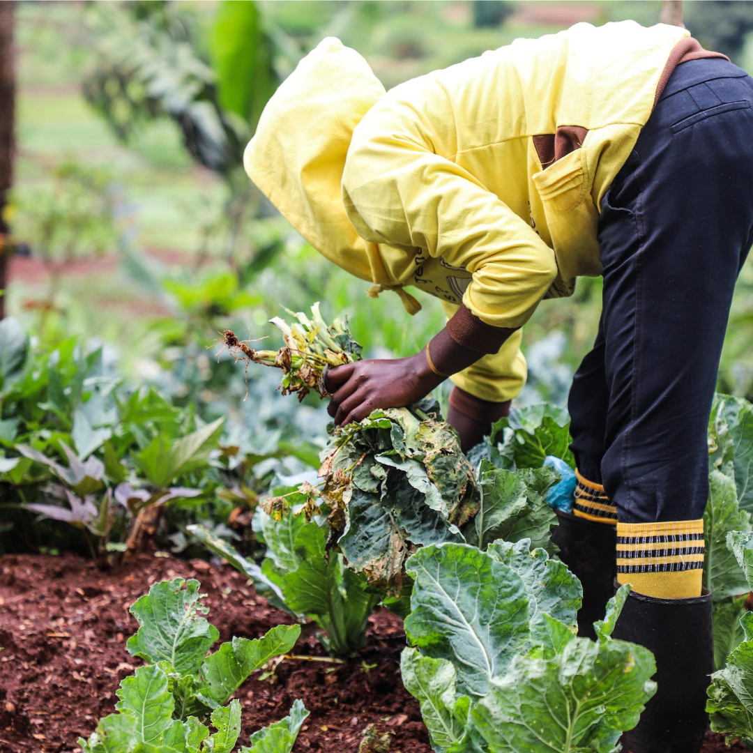 Farm to Feed raises $1.5 million to give imperfect farm produce a market